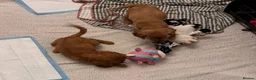 Cocker Spaniel dogs for sale: Red Show Type Cocker Spaniel puppies  - Advert 10