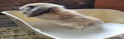 Lionhead rabbits for sale: Lop lionhead bunnies!  in Stockport - Advert 14