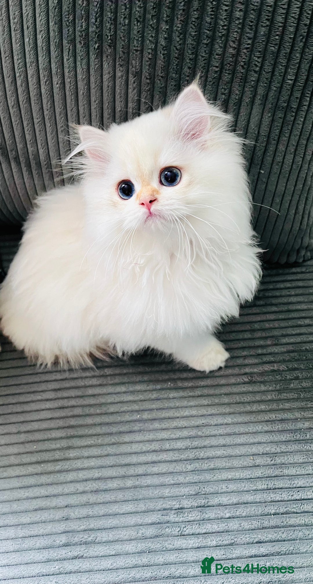 British Longhair cats for sale: ‼️🐾😍Colourpoint purebred BLH😻1 Left 🐱 - Advert 7
