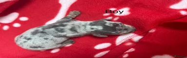 Miniature Dachshund Puppy 6