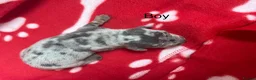 Miniature Dachshund dogs for sale: Beautiful KC Registered miniature dachshunds 🐾  - Advert 9