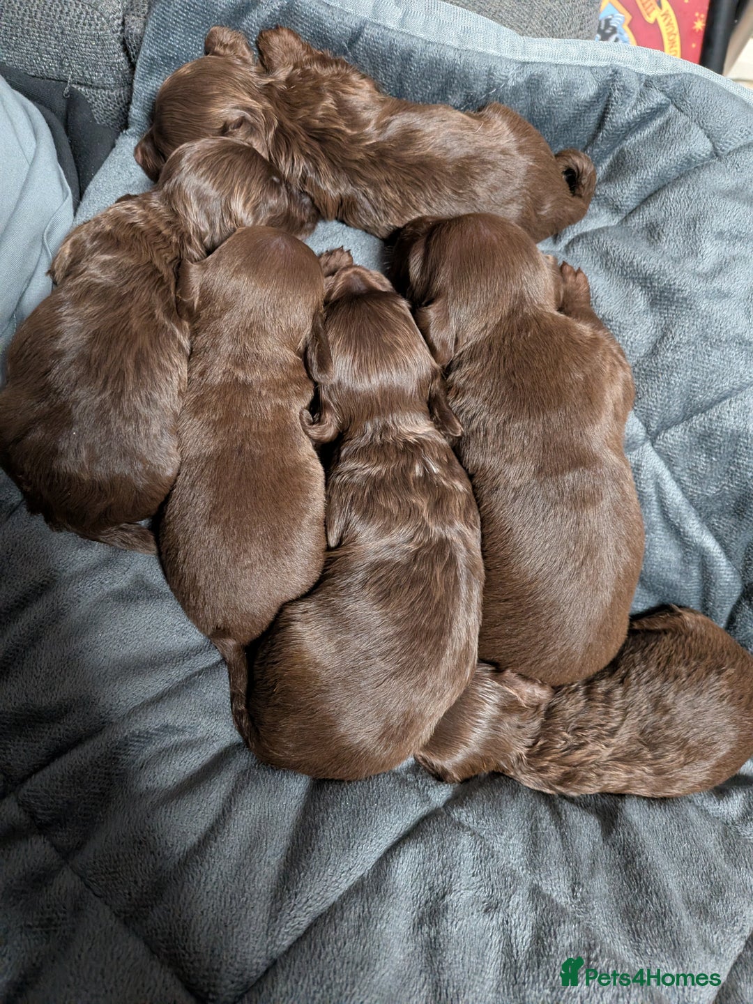 Mixed Breed dogs for sale: Miniature doxipoo  - Advert 1