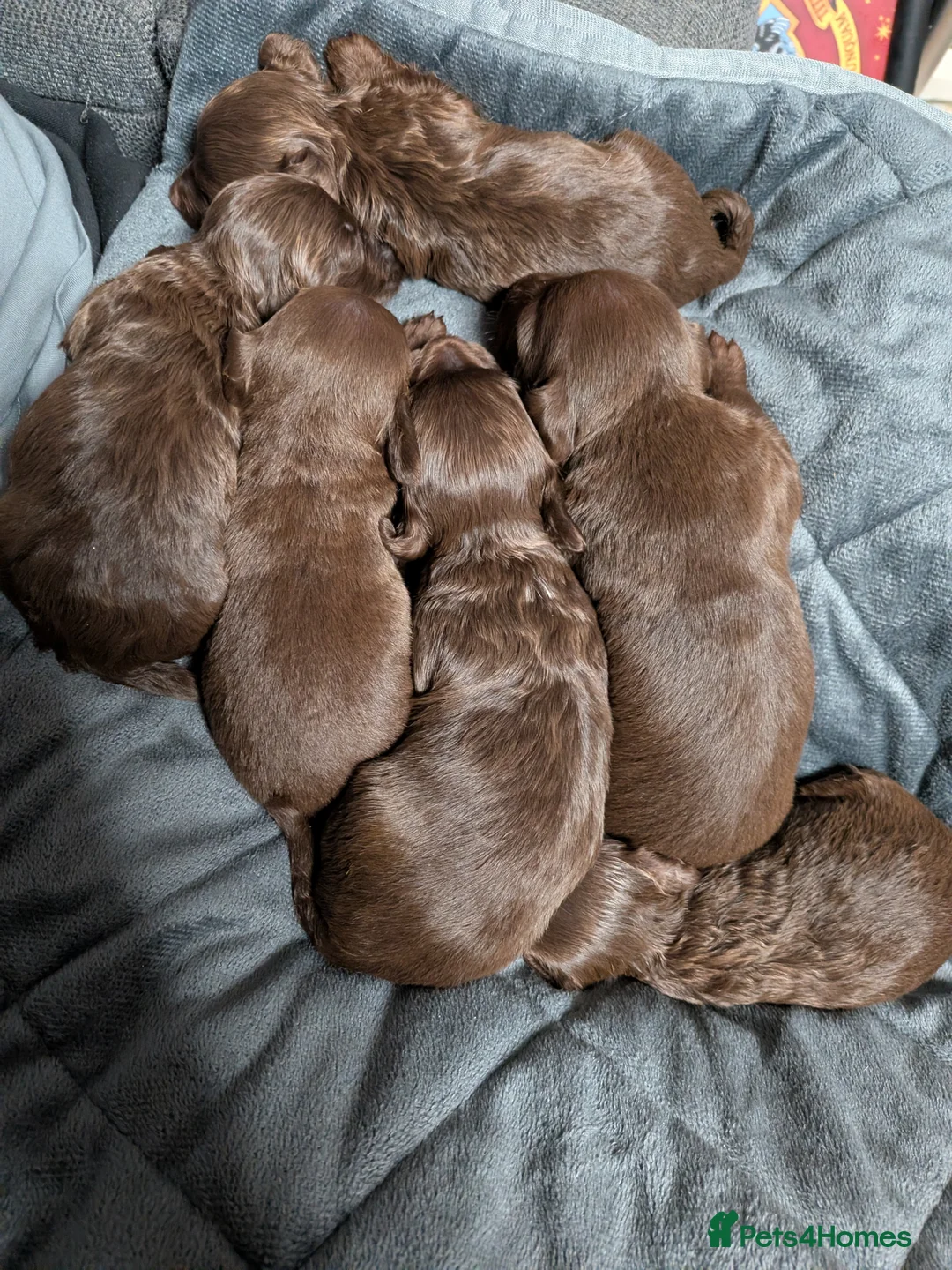 Mixed Breed dogs for sale: Miniature doxipoo  - Advert 1