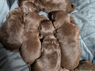 Mixed Breed dogs Miniature doxipoo - Advert 11