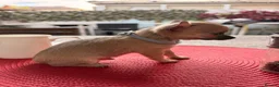 Chihuahua dogs for sale: For sale  in London - Advert 7