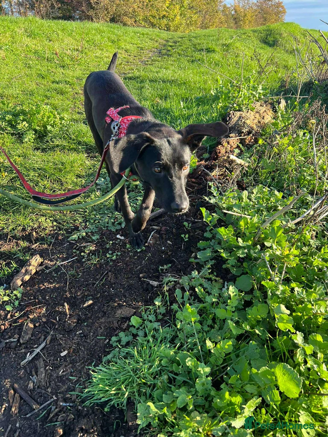 Mixed Breed dogs for adoption: ASH - 15 months,Med. playful/friendly/loves people - Advert 8