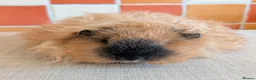 Guinea Pig rodents for sale: Gorgeous Texel sows - Advert 3
