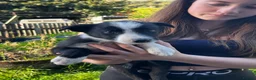 Border Collie dogs for sale: 2 male collie pups  - Advert 2