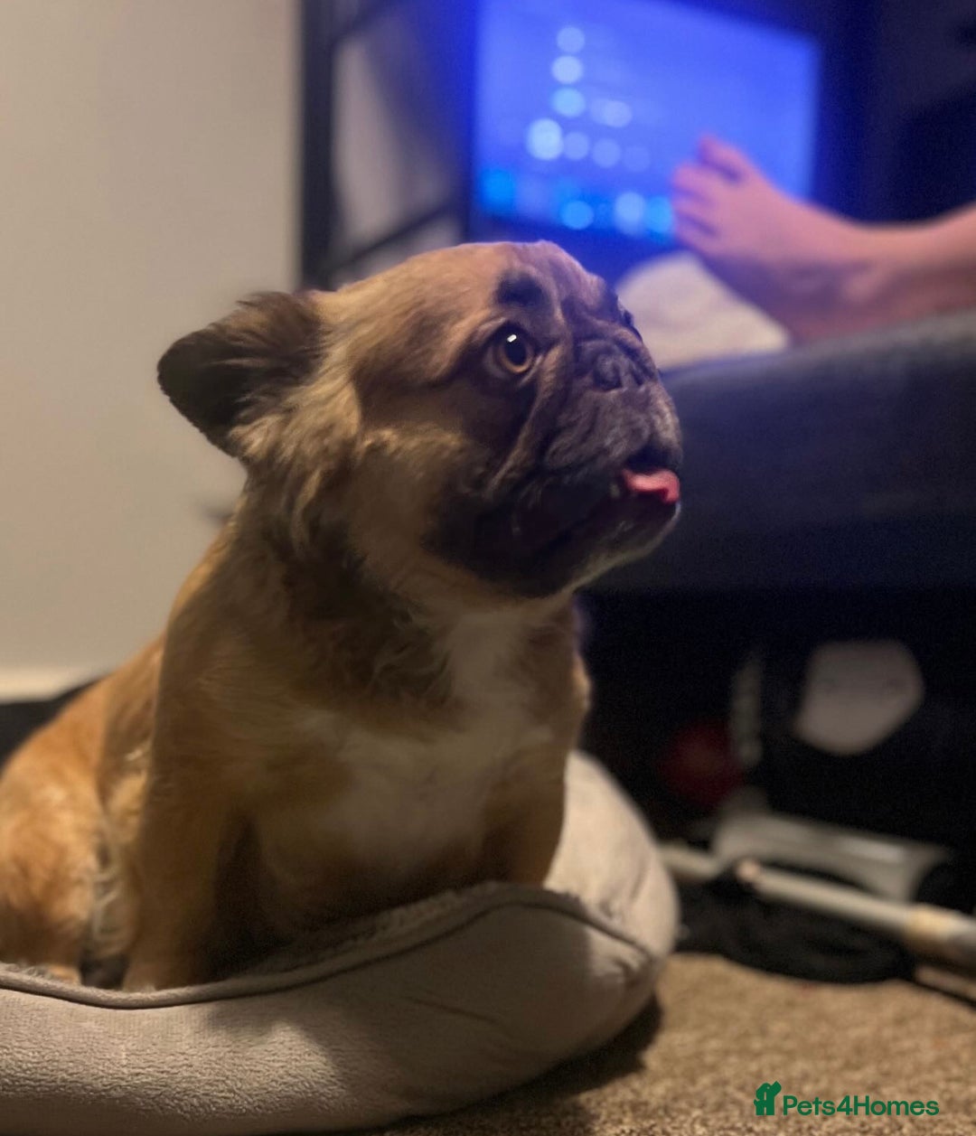 French Bulldog dogs for sale: 5 year old fawn fluffy French bulldog - Image 1
