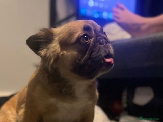 French Bulldog dogs - Advert 17