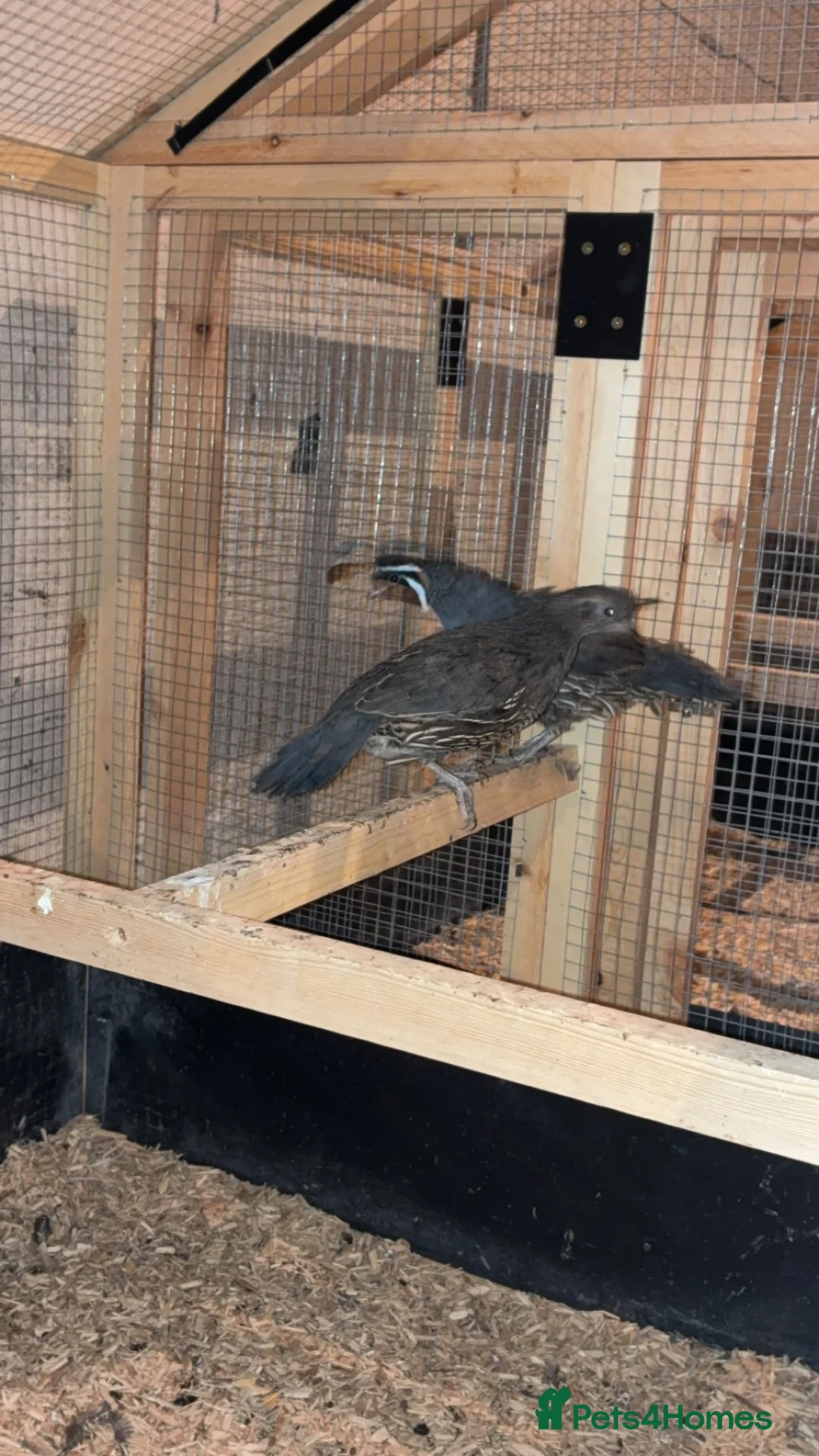 Mixed Breed birds for sale: Mix birds  - Advert 7