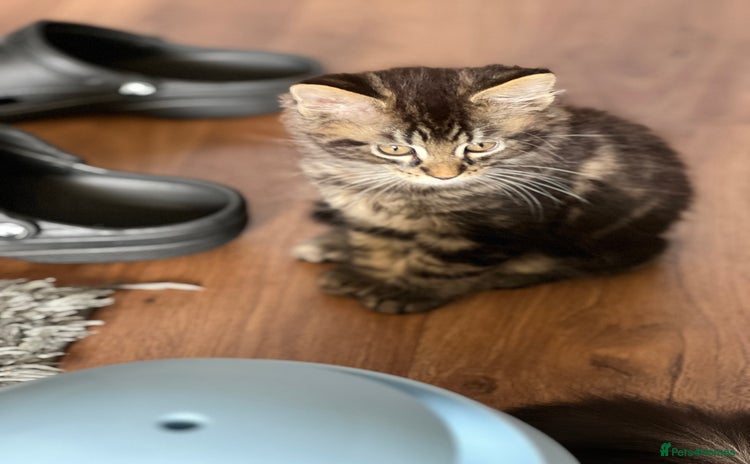 Maine Coon cats - Advert 6