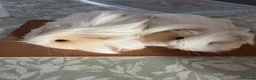 Guinea Pig rodents for sale: 2 bonded female Sheltie guinea pigs cream & white  - Advert 7