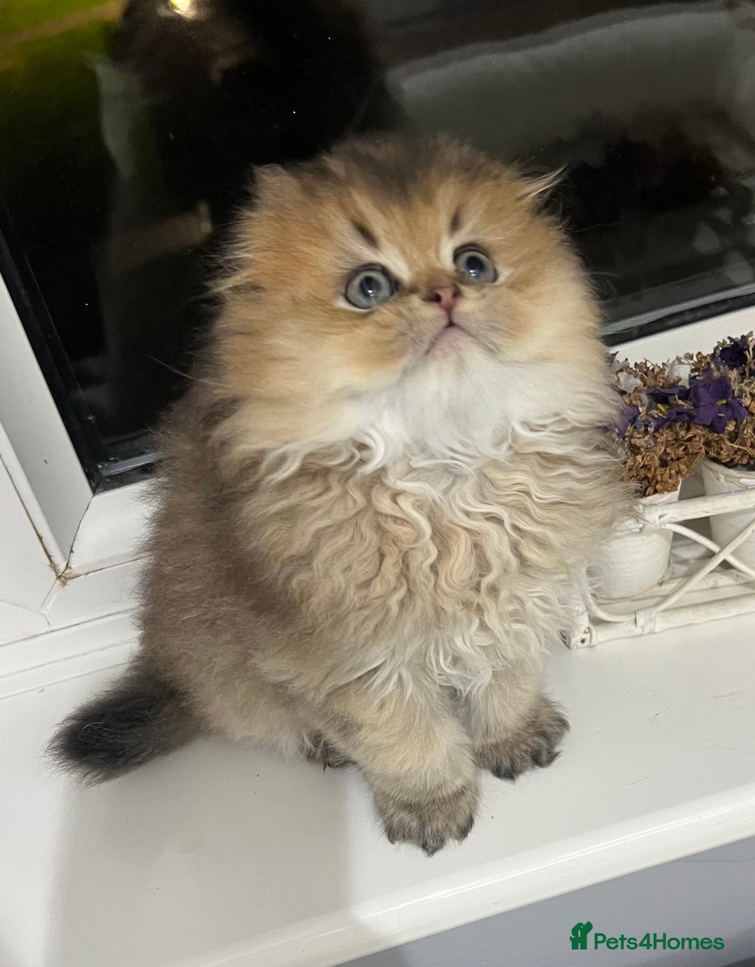 Scottish Fold cats for sale: Pedigree cutest SFLH kittens   - Advert 12