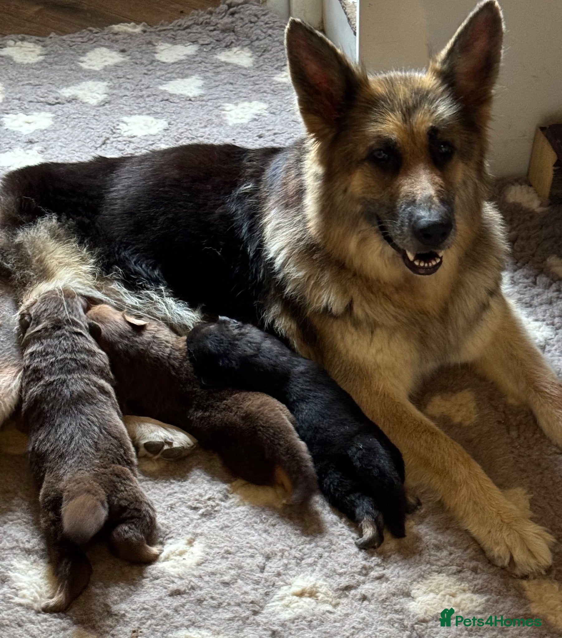 German Shepherd dogs KC reg Chunky bold liver bitch puppies  - Advert 1