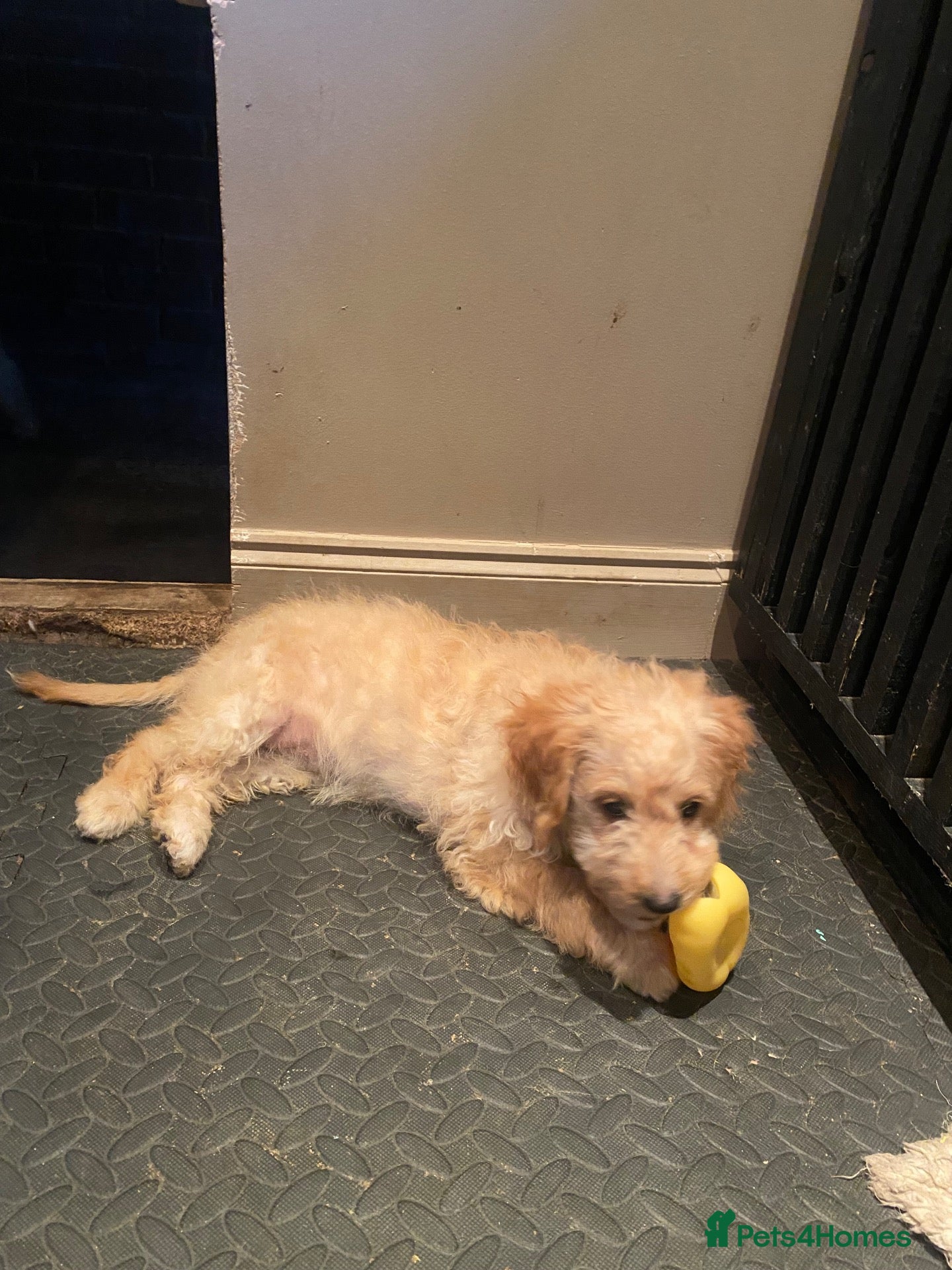 Cockapoo dogs 3/4 toy podle, 1/4 cocker Please read description  - Advert 2