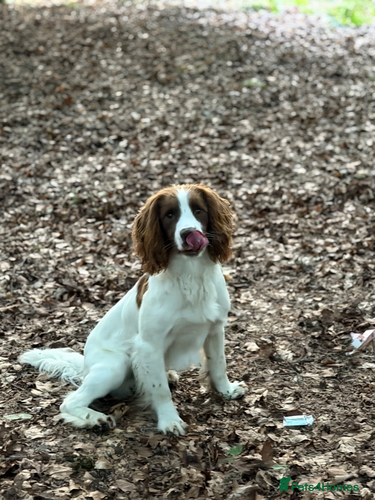 English Springer Spaniel dogs Field Trail Winning Springer Dog for Stud  - Advert 2