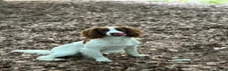 English Springer Spaniel dogs for stud: Field Trail Winning Springer Dog for Stud  in Brandon - Advert 2