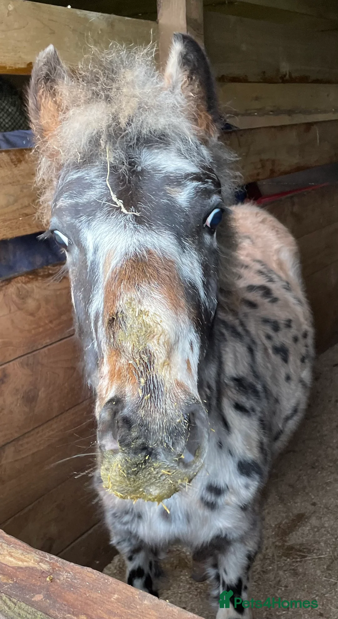 Dartmoor horses for sale: Posh boy  - Advert 4