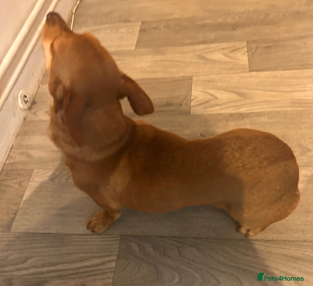 Chiweenie dogs for sale: Dachshund x chihuahua female 8 months old  - Advert 1