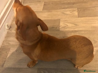 Chiweenie dogs Dachshund x chihuahua female 8 months old - Advert 1