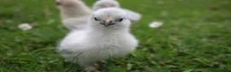 Chickens poultry for sale: Lavender Pekin bantam chicks  - Advert 2