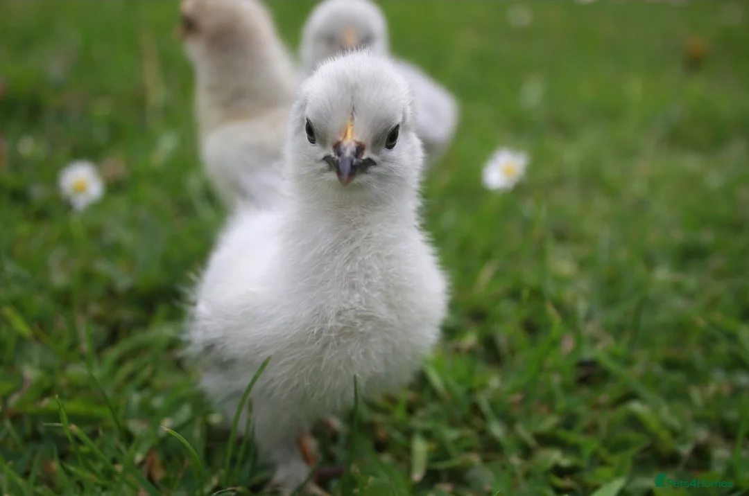 Chickens poultry for sale: Lavender Pekin bantam chicks  - Advert 2
