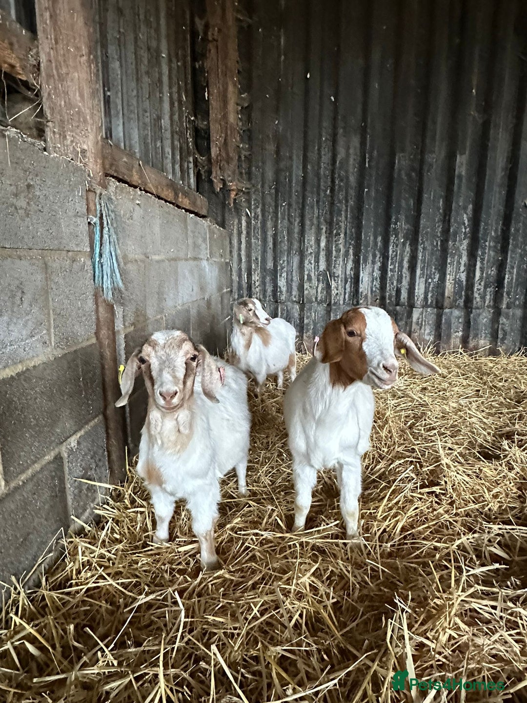 Goats livestock for sale: Boer x Saanen Nanny kids - Advert 2
