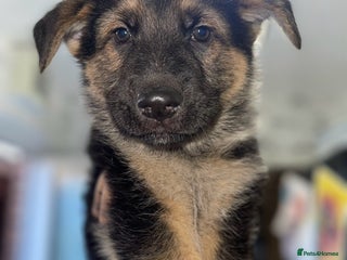 German Shepherd dogs - Advert 24