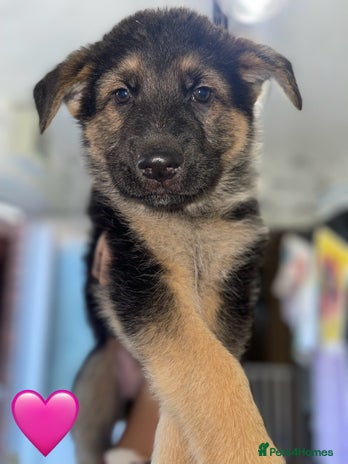 German Shepherd dogs - Advert 15