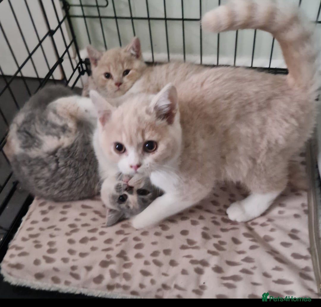 British Shorthair cats for sale: TWO BRITISH SHORTHAIR GCCF registered kittens - Image 3