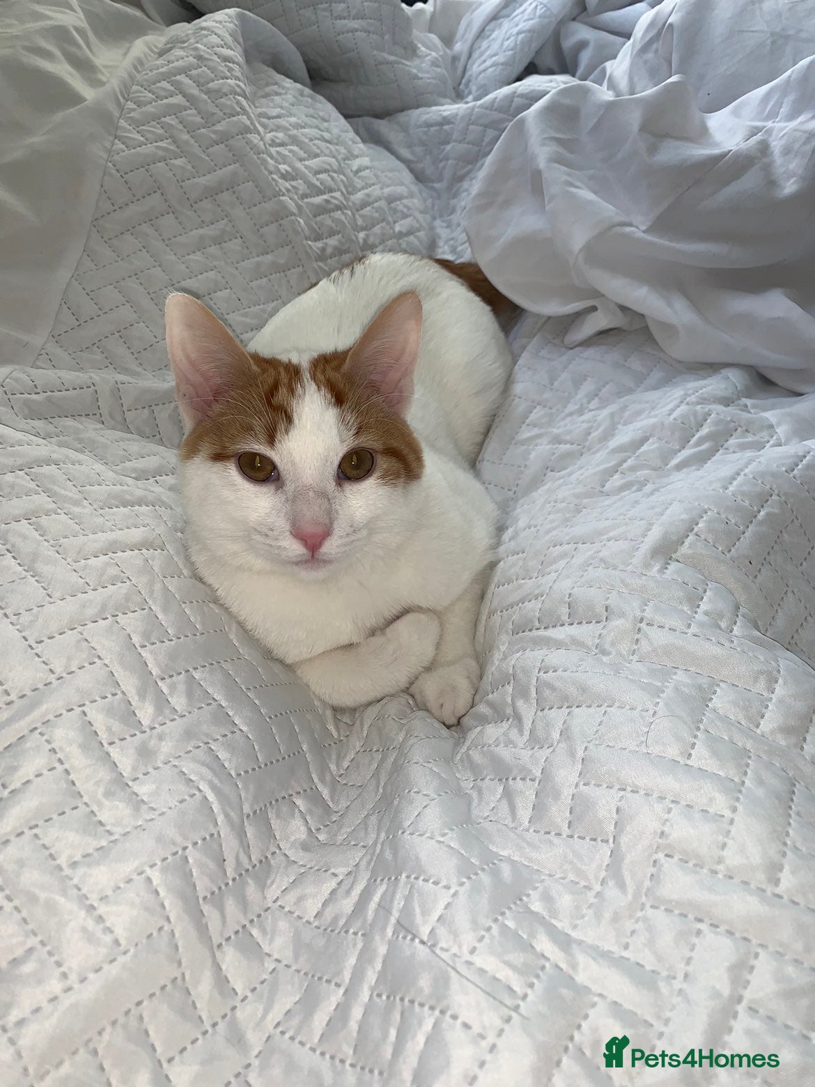 Mixed Breed cats Kitten for sale - Advert 9