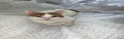 Mixed Breed cats for sale: Kitten for sale in Galston - Advert 1