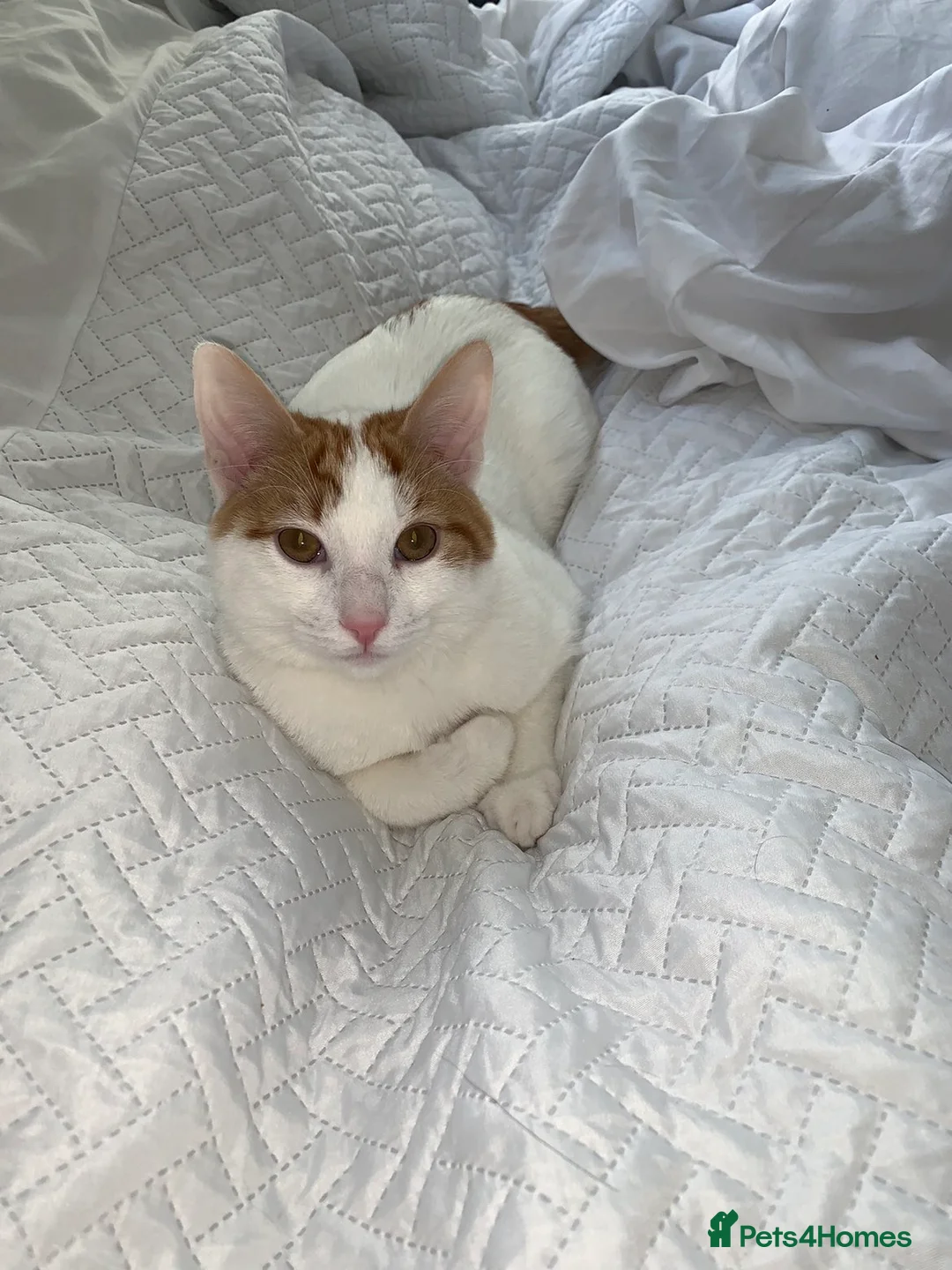 Mixed Breed cats for sale: Kitten for sale in Galston - Advert 1