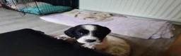 English Springer Spaniel dogs for sale: 7 x English Springer Spaniel puppies for sale - Advert 23