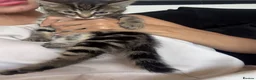 Mixed Breed cats for sale: 4, 8 week old kittens  - Advert 10