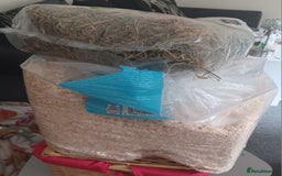 Hamster rodents for sale: Black male Syrian hamster and accessories  - Image 2