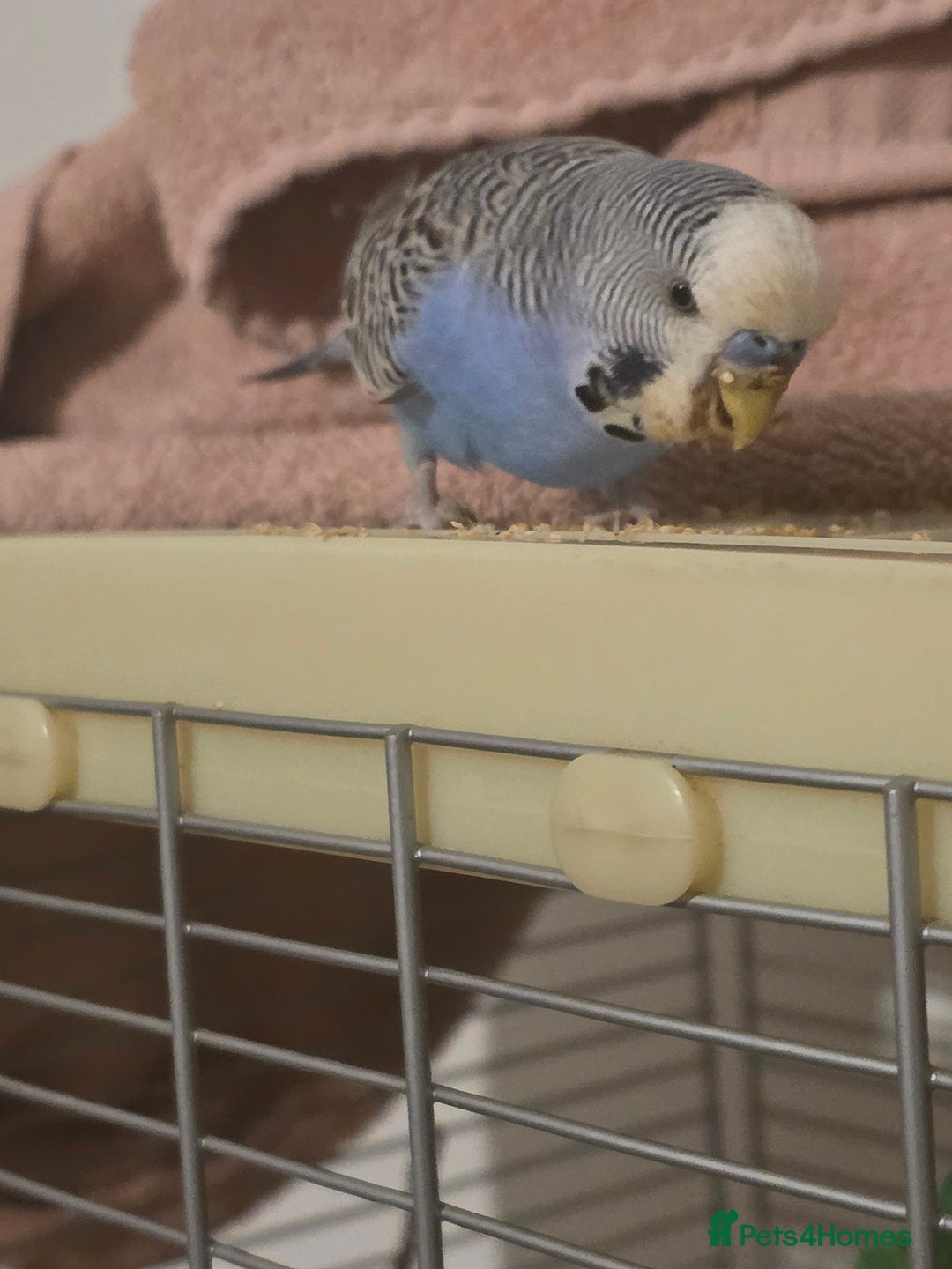 Budgerigars birds for sale: Two budgies for sale with equipment etc  - Image 2