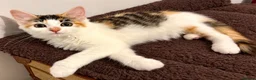 Ragdoll cats for sale: Calico Ragdoll Cross Female Kitten Ready Now - Advert 2
