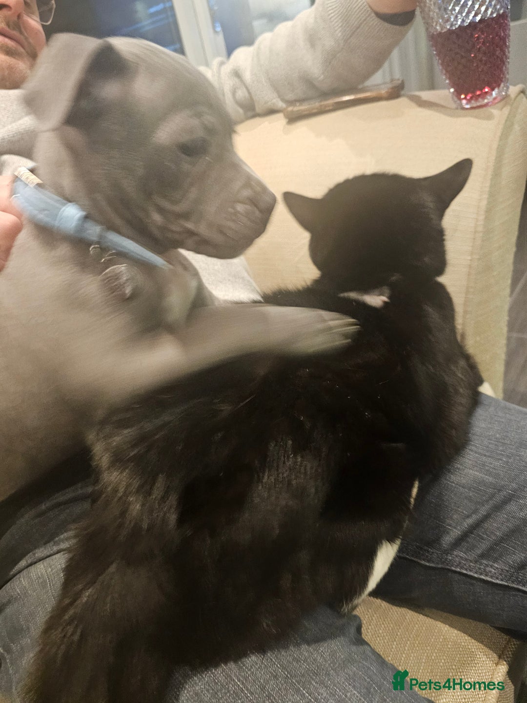 Staffordshire Bull Terrier dogs for sale: Royal blue full pedigree staff - Image 9