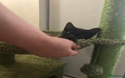 Mixed Breed cats for sale: Mollychops / molly - Image 2