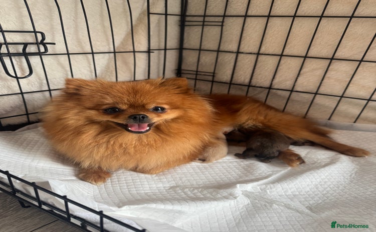 Pomeranian dogs - Advert 1