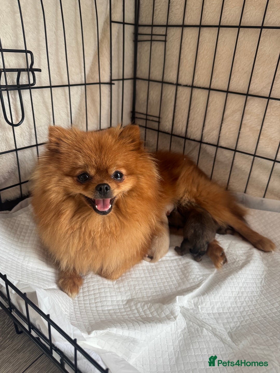 Pomeranian dogs for sale: KC PEDIGREE POMS 🩷🧸  - Image 1