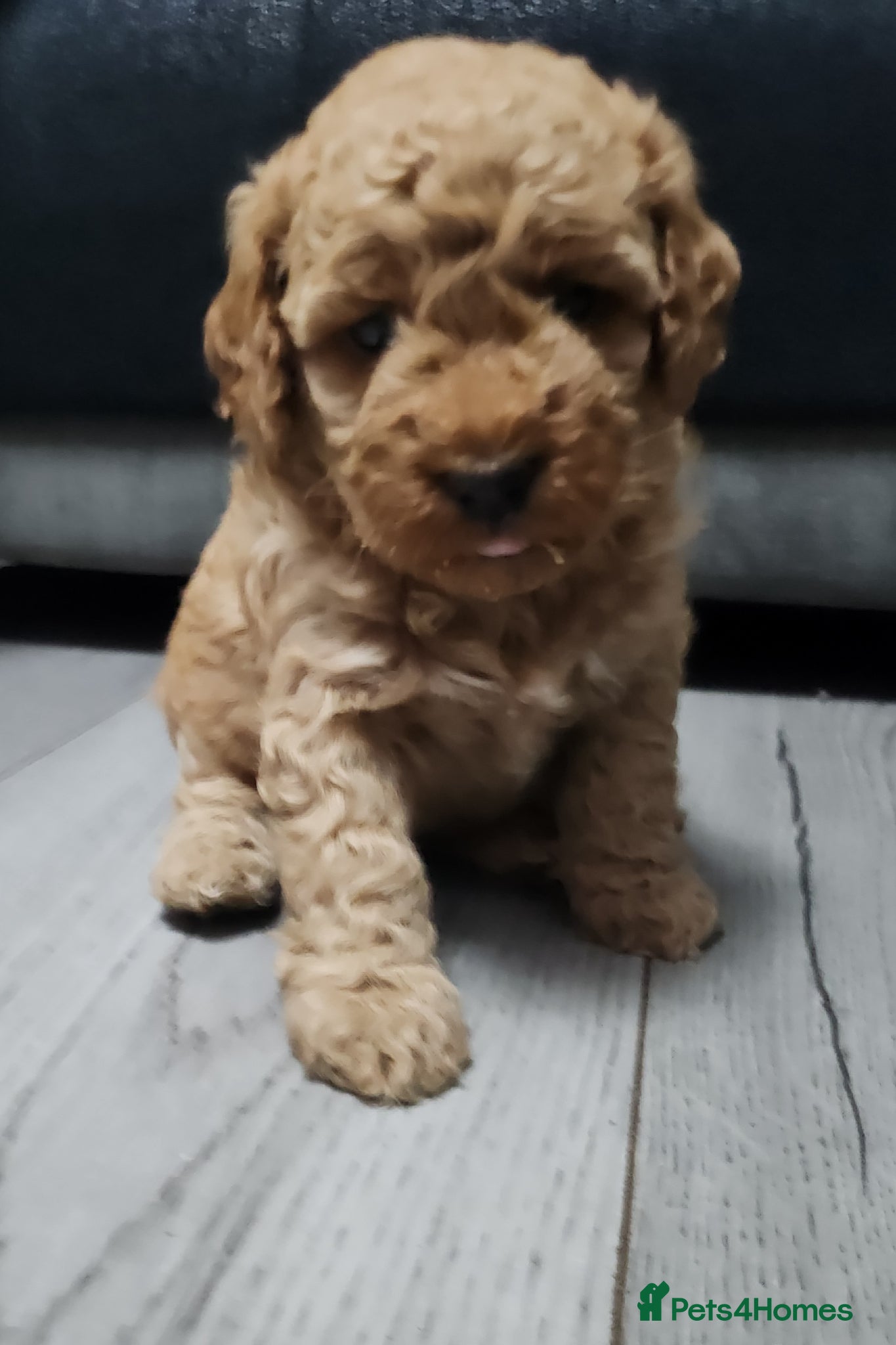Cockapoo dogs F2 Cockapoo puppies - Advert 6