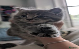Mixed Breed cats for sale: Beautiful fluffy kittens, mum Persian X mainecoon  - Image 9