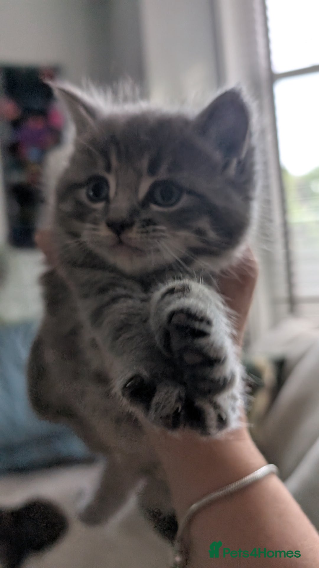 Mixed Breed cats for sale: Beautiful fluffy kittens, mum Persian X mainecoon  - Image 9