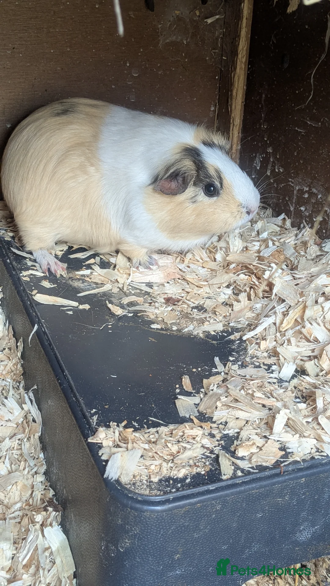 Guinea Pig rodents for sale: Girls for sale  in Darlington - Advert 7