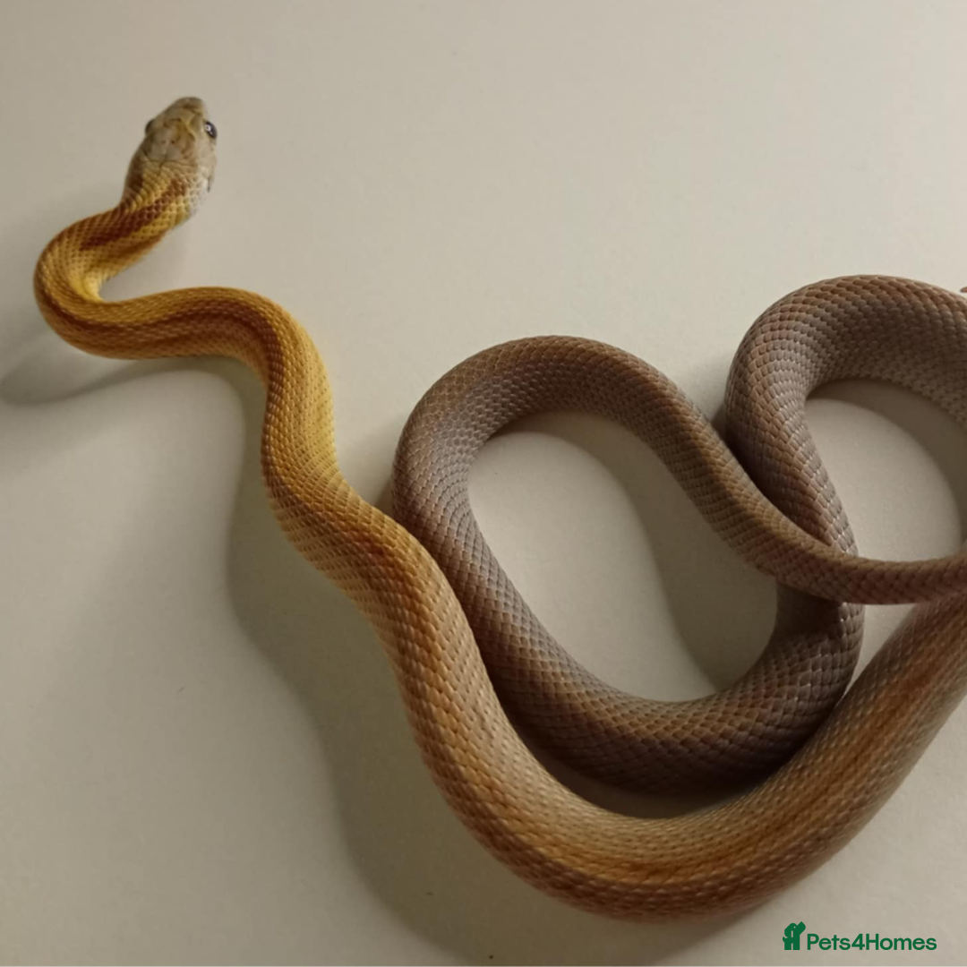 Corn Snake reptiles for sale: Corn Snakes Available UKCB25 - Advert 4