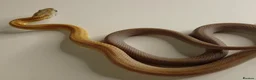 Corn Snake reptiles for sale: Corn Snakes Available UKCB25 - Advert 4