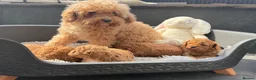 Cavapoochon dogs for sale: Toy cavapoochon puppies for sale  - Advert 3